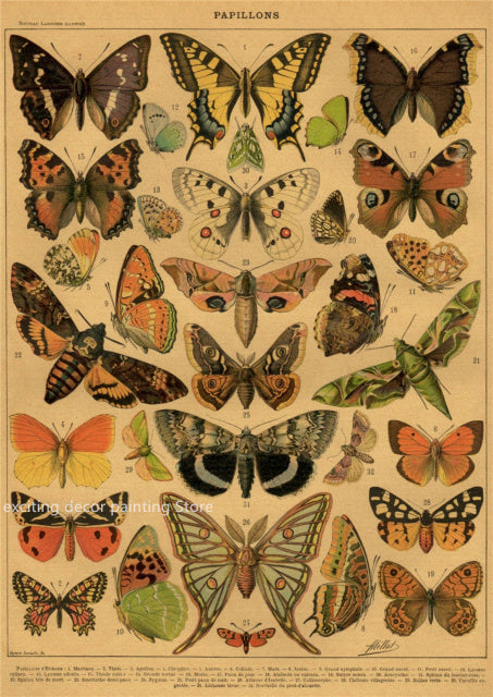 Principle Vintage Style Botany and Animal Art Posters